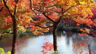 京都紅葉   永観堂、南禅寺