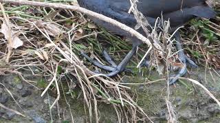 指に水かきオオバンの趾　Black coot（大鷭、学名：Fulica atra）ツル目クイナ科オオバン属　DSCN7713