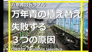 【万年青の植え替え　失敗する3つの原因】鉢、用土の雑菌、寒風強風強光、芋切り、株分け【万年青の豊明園】Why OMOTO Rohdea japonica　芋吹き