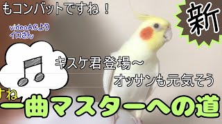 新 一曲マスターへの道・・・１７回目【オカメインコ】 お歌 singingbirds　　　放鳥　cockatiel singing