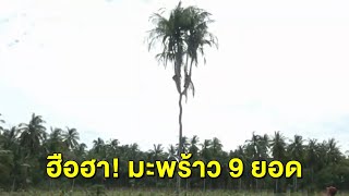 ชาวบ้านฮือฮา ต้นมะพร้าว 9 ยอด - ร่างทรงใบ้มือตีเป็นตัวเลข