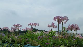 상사화와 꽃무릇(석산) 차이점.2019.7.18