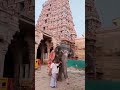 பாகனிடம் கொஞ்சி விளையாடும் காந்திமதி elephant lover tirunelveli animals love nellaiexpress