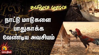 நாட்டு மாடுகளை பாதுகாக்க வேண்டிய அவசியம்? | Tamizhum Marabum