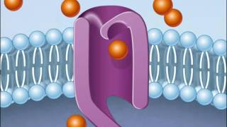 How Facilitated Diffusion Works [HD Animation] (+playlist)