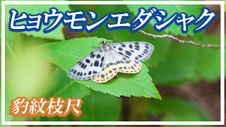 ヒョウモンエダシャク