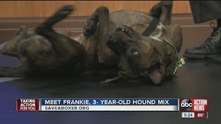 Pet of the week: 3-year-old Frankie needs a forever home after a shelter nearly put him down