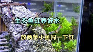 生态鱼缸养水4天了，今天放了两条闯缸鱼，检测一下水质