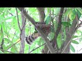 20240701下集｜橘h4花家遊樂區玩透透！｜花家．鳳頭蒼鷹｜crested goshawk taipei taiwan