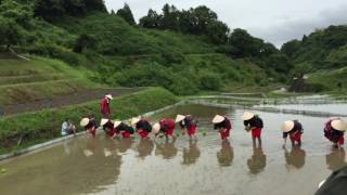 早乙女田植え2016＠千早赤阪村