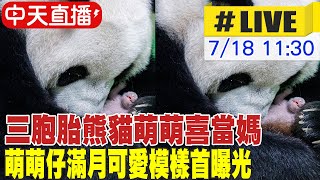 【中天直播#LIVE】三胞胎熊貓萌萌喜當媽 萌萌仔滿月可愛模樣首曝光 20240718 @全球大視野Global_Vision