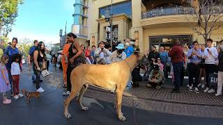 Cash 2.0 Great Dane at The Grove and Farmers Market in Los Angeles 17