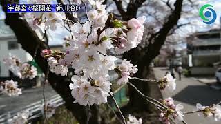 宇都宮で桜開花　新川沿い