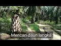 mencari daun langka daun seminyak