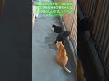 エサの時間に集合待機してる野良猫2匹＆ご近所の飼い猫のあんまり見かけない愛らしい光景！！　＃shorts