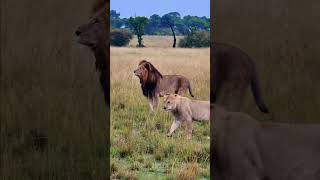 Half-tail And Sons... #Wildlife | #ShortsAfrica