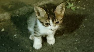 迷子の子猫ちゃん?