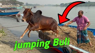 Cow unloading, cow videos,cow video,big cow,goru hamba cow,Gabtoli,Paragram[Ep -36](Kurbani Eid2022)