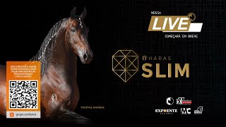 Live de Criação Haras Slim