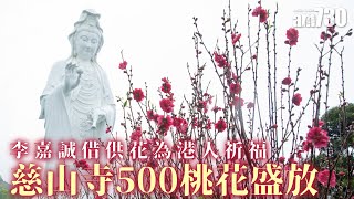 李嘉誠借供花為港人祈福  慈山寺500桃花盛放