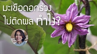 ปลูกผักในกระถาง Ep.43 มะเขือดอกร่วง ไม่ติดลูก ทำไง?