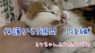 毎日来るようになった三毛猫　保護してから1週間の記録　[後編]