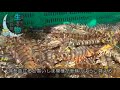 生き物こぼれ話・天草編（６５）　クルマエビ 　penaeus japonicus　japanese tiger prawn