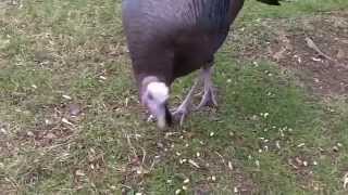 "Turkey Dance" by Mister Tim