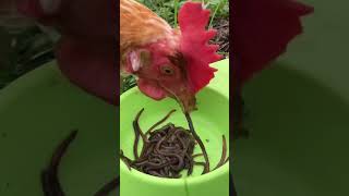 【閲覧注意】ミミズの踊り食い‼️🐤