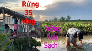 Gà hấp muối | Trồng rau sạch của team Rừng 35 vlog