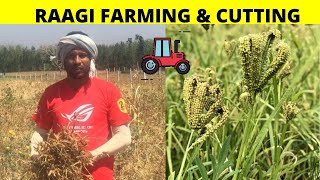 Ragi Cutting Machine | Ragi Harvesting | Ragi Cultivation | Finger Millet | Ragi Farming