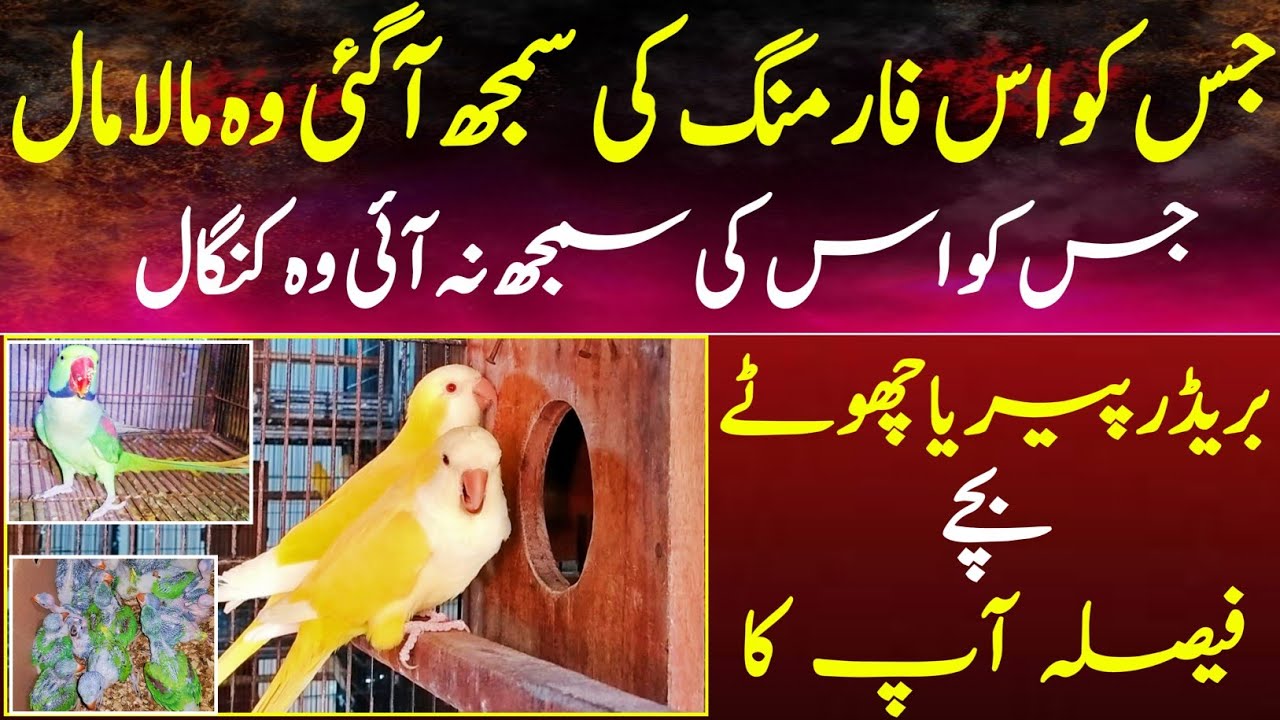 Love Bird Business In Gujranwala|Love Birds Farming Small Setup Big ...