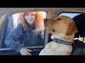 Labrador dog wins in his ignore game 😂 Funniest Animals 2023