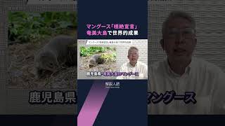 【解説人語】奄美大島でマングース「根絶宣言」　3万2千匹を捕獲「世界的成果」への歩み