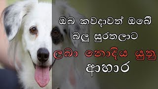 ඔබේ බලු සුරතලාට අහිතකර ආහාර