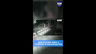 Maharashtra: Dog scares away leopard that entered Rahuri taluka in Ahmednagar | Watch |Oneindia News