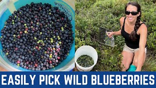 Picking Wild Blueberries And Easily Remove Leaves \u0026 Sticks