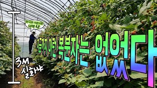 [유기농 복분자 수확] 높이 3M! 꼭대기 열매, 사다리 없으면 수확불가?!