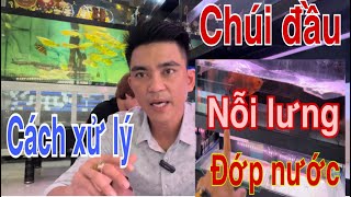 Chúi Đầu | Nỗi Lưng | Đớp Nước | Cách Xử Lý Cá Rồng | Cá Rồng Đỏ-Truyền Trần