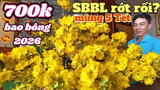 Cách khắc phục SBBL Tết bị rụng nụ rủ bông nín vườn mai Thanh Phong bán cây bao bông 2026 giá rẻ 700