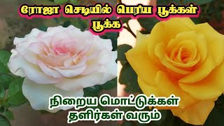 🌹ரோஜா செடியில் பெரிய பூக்கள் பூப்பதற்கு ஒரு எளிய முறை 🌺 😍