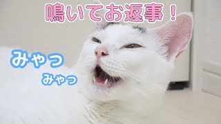 甘えモードで鳴いてお返事してくれる猫チロくん