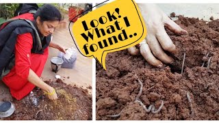 కుండీలలో మట్టి మళ్ళీ వాడాలంటే ఇవి కలపాలి  How I reuse  my potting soil.. Tips#how to rejuvenate soil