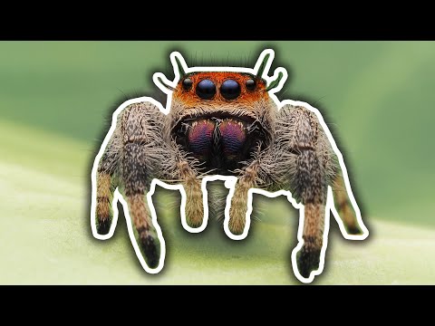 Does Washington have jumping spiders?
