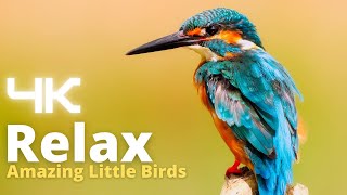 Relaxing Piano Music With Birds Singing🐦Música Relaxante Com Pássaros Cantado, Durma Bem💤Sleep Time