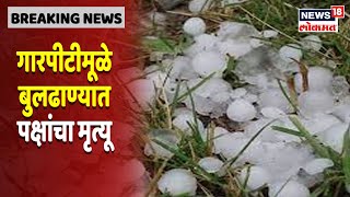 Buldhana Hailstorm Updates | गारपीटीमूळे शेतीचे प्रचंड नुकसान, शेकडों पोपट मृत्युमुखी