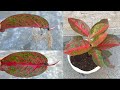 How to propagate Aglaonema Rotundum Red by leaves