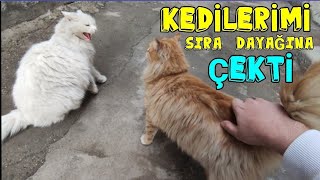 JULYUS KEDİLERİMİ SIRA DAYAĞINA ÇEKTİ 😅 #cat #kedi