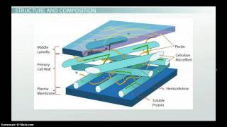 Plant Cell Wall: Function, Structure & Composition