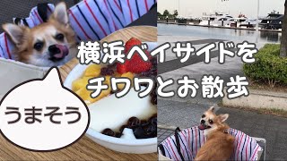 アウトレット横浜ベイサイドをチワワとお散歩！横浜マリーナの優雅な景色を眺めながら子犬とカフェで過ごせます。